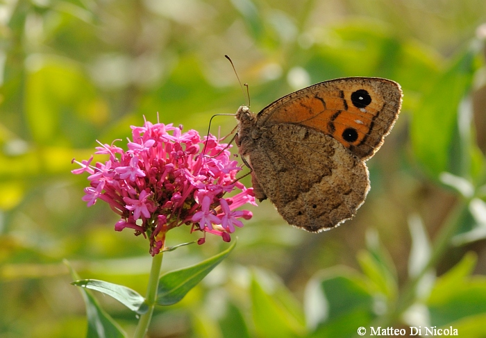 Hipparchia ? - Satyrus ferula